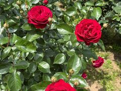 「ベルサイユのばら」のバラを見に与野公園へ　昨年のリベンジ！