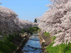 佐保川の桜並木を求めて