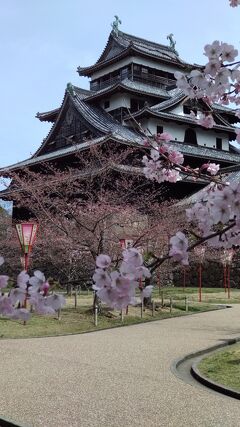 松江城は桜がとっても似合います