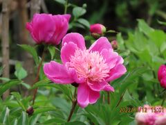 森のさんぽ道で見られた農家の芍薬園