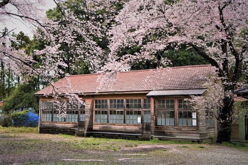 Amazing 房総 Vol.07 廃校に舞うサクラ 戦後の木造校舎「青菅