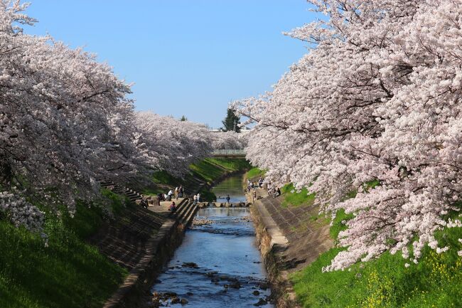 　桜だよりも終わりに近づき、朝から天気は良くなかったのですが、午後からは晴れの天気予報だったので、近場の桜ばかりで、今までに行ったことのない奈良の桜巡りをしました。<br /><br />行程<br />三室山　⇒　郡山城址　⇒　佐保川