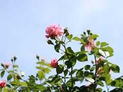 荏子田太陽公園の薔薇