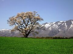 小岩井の一本桜