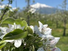 ＊林檎の花咲く頃＊　東北の春を楽しむ旅♪　VOL.1＜弘前　前編（りんご公園・弘前城・洋館＆武家屋敷巡り）＞