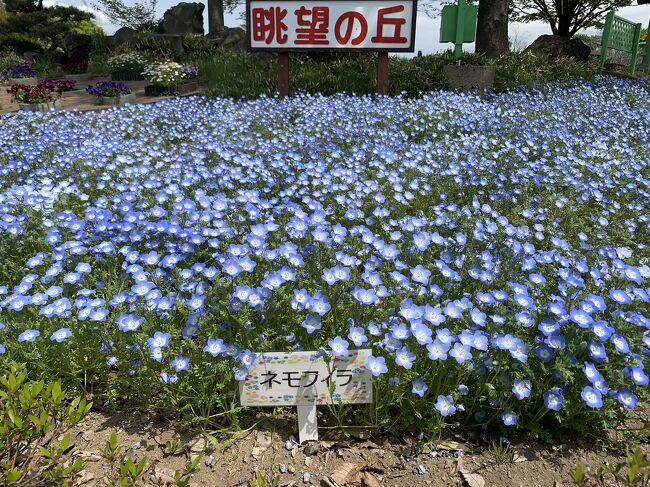 ネモフィラの花畑へ(ハーブワールド)