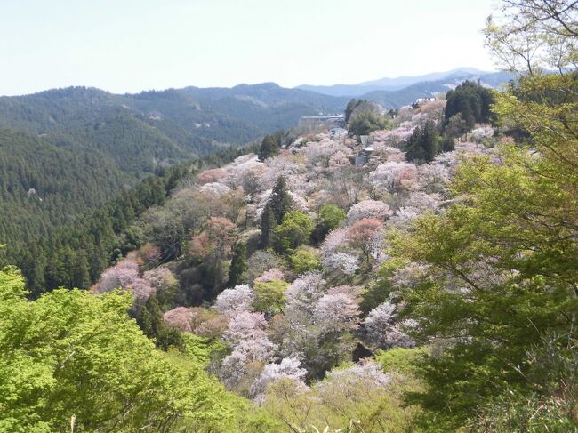 日帰りツアーで吉野の桜に行って来ました。<br />ここだけの見学なので3時間50分自由行動でした。<br /><br />金峯山寺の特別ご開帳と三大行事の花供懺法会・花供会式があったので混んでいました。<br />でもコロナ前よりは空いていると思います。<br /><br />特別御開帳は前来た時　ゆっくり見たので今回は行ってない所をメインに<br /><br />黒門→銅の鳥居→金峰山寺→勝手神社→竹林院→吉水神社を回りました。<br /><br />下・中・上千本と満開で見頃でした。<br /><br />友達3人と来たけど　見たい所が違うので別行動で最後に合流しました。<br /><br />約4時間あったが　まだまだ足りなかったです。<br />1日いても回り切れないかも～～。　ツアーにしてはゆっくり回れたので良かったです。<br />