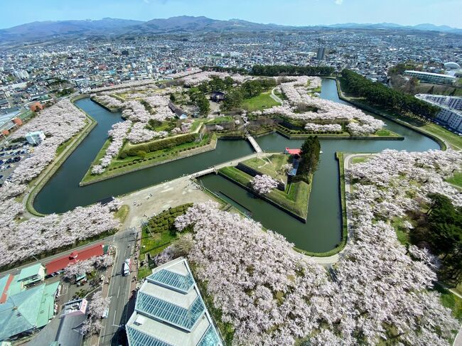 函館旅行期間中、ずっと桜が満開と言うラッキーな日々を無駄にしないよう 五稜郭に毎日通い 桜が丘通りや函館公園などお花見スポットを巡って来ました。<br />五稜郭の桜が大好きなので その風景写真たくさん載せてます。<br /><br />ラストは、函館山からの夜景を楽しみました。<br />強風のためロープウエイが運休でバスで行きました。<br />