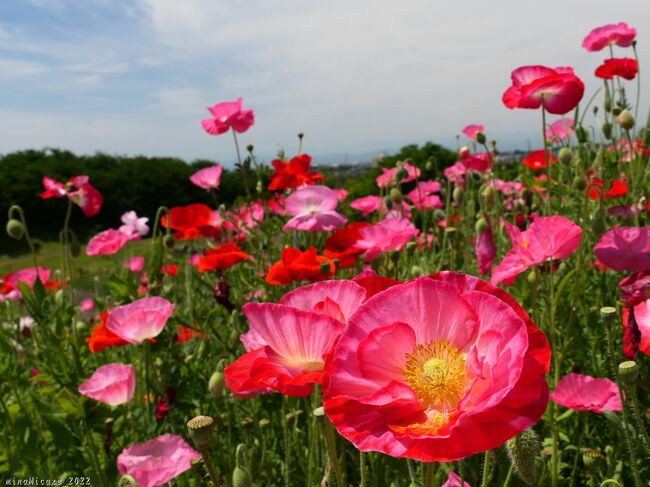 群馬県太田市の「八王子山公園」へ行ったら、この日(5月11日)は、ヒナゲシが綺麗に咲き揃っていました。その隣には、カリフォルニアポピー(花菱草)も咲いていました。<br />芝桜は既に終わっていて、ネモフィラは咲いてましたが数は少なく、元気に繁っていた金魚草は花期がほぼ終わりでした。ヒナゲシとカリフォルニアポピーは、まだ沢山咲いていて綺麗でしたが、見頃は終盤の印象でした。