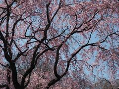 枝垂れ桜と散椿を愛でに～原谷苑・椿寺・大将軍八神社・京都文化博物館編～