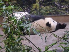 シャオシャオ＆レイレイに会えるかな上野動物園に行って来た！※写真はリーリーです