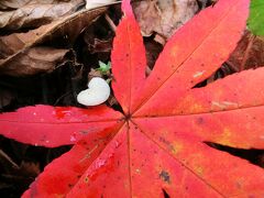 2020秋　秋の紅葉・いろとりどりな奥入瀬渓流