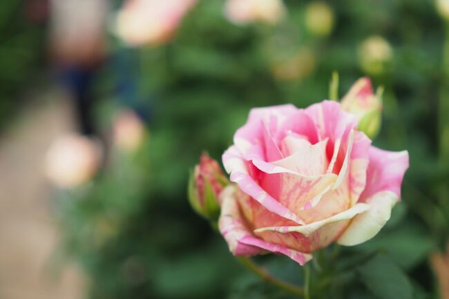 花が好きで写真をよく撮っていましたが、どう撮っていいか分からず、<br />ただなんとなくキレイだから・・という感じ。<br /><br /><br />もっと上手に撮りたいということで、ひとりで初めて写真教室に参加しました<br /><br />オートじゃない撮影って大変だけれど面白い。<br /><br />集合は「横浜イングリッシュガーデン入口」<br />前日はまさかの大雨でちょっと心配でしたが、当日はお昼から晴れ予報。<br />よかった～！<br /><br />でもその前に、最近気になっている沖縄料理の店に行ってみよう！