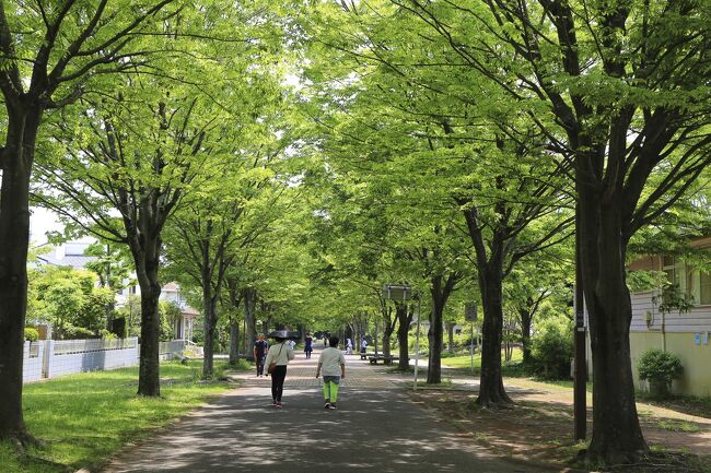 先日訪れた千葉市のおゆみ野、春の道に続いて、初夏を迎えた5月、今度は夏の道を歩いてみます。<br /><br />ゴールデンウィーク真っ只中の5月5日でしたが、地元の人が行き交うだけで静かな時間が流れていました。<br /><br />夏の道の次に訪れたのはその近くの泉谷公園。この公園、今から20年以上も前にホタル祭りが開かれるとのことで子供たちと訪れたことがあるのですが、明るいうちから公園に到着、待ちに待ってようやくホタルが登場。しかし、虫かごから出てきたホタルはたったの2~3匹。ホタルたちはあっという間にどこかへ飛び去って行きました。後に残された数百人のお客さんは当然大ブーイング。私も二度とホタル祭りには出かけないと心に誓ったのでした。<br /><br />そんないわくつきの泉谷公園。今はどうなっているのでしょうか。