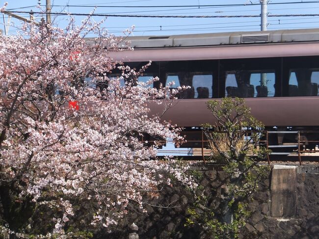 箱根の山から降りて、小田原城で花見。<br />ちょっとした街歩きで今回の箱根旅行を終えました。