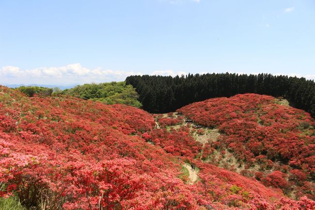 大和葛城山のツツジがすごいようで、行きたいと思っていました。<br />開花情報をチェックしていたら、GW中ですが早くも満開に近いとのことで、言ってみることにしました。<br />気になっていた大阪・中之島公園のバラも咲き始めたというので、併せて行ってみました。<br />両方とも、想像以上ですばらしかったです。