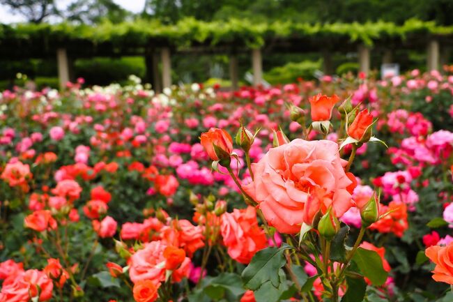 今年もバラの季節がやってきましたね。<br /><br />私もどこかへ・・ということで調布市の神代植物公園へと出かけてきました。<br /><br />日曜日ということもあって、入口はびっくりするほどの大混雑。<br />でも花の香に癒されてきました。<br />