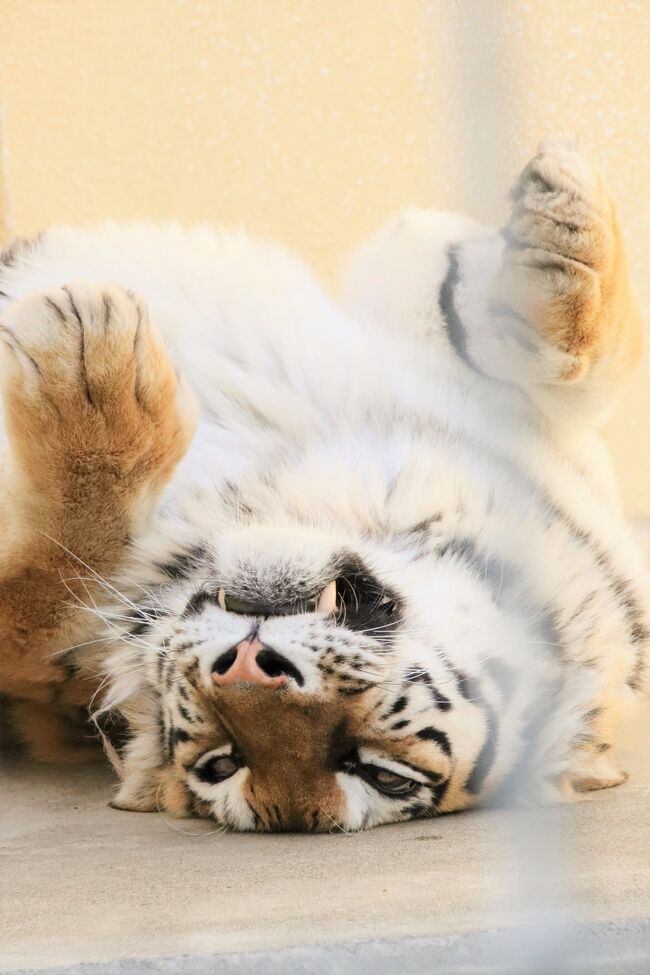 せっかく北海道まで飛ぶのに、目的は釧路市動物園（略して「釧路ズー」）のみで、前後に釧路市内に宿泊するとんぼ返り！<br />いくら年末で有効期限を迎えるマイレージの特典航空券を利用したからといって、もったいないと思わなくもなかったけれど、でも１日しっかり釧路ズーを満喫できれば、その甲斐はあります！<br />ただ、釧路ズーがせっかく春夏で午前９時30分から午後４時30分まで開園しているのに、路線バスで訪れるとあまりにも残念なので、ホテルからタクシーで往復して、午前９時30分から午後４時30分までめいいっぱい満喫することにしました。<br /><br />釧路ズーは、北海道ゾーンを除けば、それほど大きくない動物園ですし、撮影しづらいケージにいる動物で私の中で撮影の優先順位が低ければ、見るだけで済んで、時間がかかりません。<br />なので、もしかしたら時間が余るかも？<br />と思わなくもなかったですが、それならそれで、お気に入りの動物たちをゆっくり鑑賞したり、時間を置いてまた見に行ったりすればいいだけのことです。<br />なにしろアクセスを考えたら、そう簡単に訪れることができない動物園です。<br />しかもこの日は、４月29日が飼育の日ということで、それに近い週末なので、ヒグマのイベントがありました。<br />せっかくだし、いまはどこの動物園もイベントを減らしているので、貴重なイベントです！<br />先着30名の人数制限があったこのガイドも、張り切って参加しました！<br />顔見知りの地元のファンさんとも、感染対策を留意しつつも、一部は一緒に回れて常連さんならではの話が聞けたのも、楽しかったです。<br /><br />そんなわけで、時間が余るどころか、回りきれないところが残ってしまいました～！<br />飼育員さんによる動物紹介が丁寧だという類人猿舎とその隣のワピチ・エゾシカ舎、鳥インフルエンザを警戒していたのでペンギンは出ていなかったようですし、ふくろうの森は立入できませんでしたが、キリン・シマウマ・ダチョウの方は見に行けませんでした。<br /><br />でもそれは、午前中は１番目当てのレッサーパンダに張り付いていたことと、お気に入りのエゾクロテンのテンテンや、アムールトラのココアちゃんをはじめとする猛獣舎に何度も足を運んだためでした。<br />猛獣舎では、ガラス張りの窓があるココアちゃんの部屋以外は、屋外展示だと柵があって撮影はしづらいのですが、屋内にいたライオンのあさまくんは食事タイムは案外写真が撮りやすくて、屋外当番の子たちが室内に収容されて夕食タイムをねらいたくて何度か往復したのですが、どうも夕食タイムは閉園時間後だったらしく、営業時間中には見られなかったためでもありました。<br />それでもやはり、動物たちは、時間をかけたり、時間を置いて見に行くと、いろんな姿を見せてもらえるものですし、当然、短時間では気付かないことも観察できます。<br />猛獣舎の展示も、タイガくんとココアちゃんの人工哺育時代の展示がまだあったし、新しい展示も増えていたので、それらも丁寧に見て回りました。<br />それにオタリアの子供が親か年上の兄弟とはしゃいでいたかケンカをしていた姿も見られました。<br />ホッキョクグマは正門から入ると１番近いのと、午前と午後とで展示場の入れ替えがあるので、最初と最後に見に行きました。<br />時間が足らなくなり、ミルクちゃんを見に行ったのは駆け込みになってしまいました。<br />ホッキョクグマのキロルくんとミルクちゃんも、ほんとはもっと時間をかけたかったのです。ホッキョクグマは遊び好きなので、タイミングもありますが、一定の時間をかければいろんな行動、ひょっとしておもちゃで遊んでいる姿も見られたかもしれません。<br />また、イベントの形は取られなくても、不定期で給餌はあったかもしれないです。<br /><br />というわけで、３年半ぶりの釧路ズーの旅行記は、やはり１番写真収穫が多かったレッサーパンダは後編にまとめて、レッサーパンダ以外の写真でまとめました。<br /><br />ホッキョクグマ展示場の近くにはミルクちゃんと亡くなったクルミ・ママとの思い出の写真集が掲示されていました。３年半前にあった覚えがないです。<br />その写真は自分のために撮っておいたので、この旅行記には載せていませんが、猛獣舎の展示や、展示館の寅年にちなんだトラの展示の写真の一部は含めました。<br /><br />＜GW前で仕事の繁忙期中なので釧路市動物園だけに絞った３年半ぶりの釧路市動物園と釧路遠征の旅行記のシリーズ構成＞<br />□（１）アクセス＆みやげ編：羽田でゲートは先月と反対側～フィッシャーマンズワーフMOOで買い物<br />□（２）宿泊＆グルメ編：ドーミーイン系列のラビスタ釧路川ホテル～炉ばた焼きとジンギスカンの夕食<br />■（３）釧路市動物園：アムールトラのココアちゃんやアルパカの子ほか～飼育の日のヒグマガイド参加<br />□（４）釧路市動物園：レッサーパンダ特集～Hello！レラくんリムくん～ぎり間に合った親子展示<br /><br />釧路金星ハイヤーの公式サイト<br />https://kinsei-kushiro.com/<br /><br />阿寒バスの動物園に行く路線（阿寒本町線・リフレ線・イオンリフレ線）の時刻表のページ<br />https://www.akanbus.co.jp/localbu/rifure.html<br /><br />釧路市動物園の公式サイト<br />http://www.city.kushiro.lg.jp/zoo/<br /><br />＜タイムメモ（詳細版）＞<br />【2022年４月23日（土）】<br />12:45　家を出る<br />14:40　浜松町駅から空港快速モノレールに乗車<br />15:05　羽田空港第２ターミナルの出発ロビーに到着<br />15:40　ゲート前<br />16:00　搭乗開始<br />16:15　羽田空港発ANA4773（ADO運航）釧路行き<br />17:55　釧路空港に到着<br />18:10頃　連絡バス出発（950円）<br />（フライト到着から10～20分で出発）<br />18:55　MOOバスターミナルに到着<br />19:05　ホテルにチェックイン<br />（ゆっくり歩いて）<br />20:10-20:20　ホテルを出て釧路川沿いを散策<br />20:25-21:30　炉ばた鱗で夕食<br />21:30-21:40　釧路川沿いから対岸まで散策<br />21:40-21:50　ホテルに戻り夜鳴きそば<br />（提供は21:30～23:00）<br /><br />【2022年４月24日（日）】<br />06:00　起床<br />06:20-07:00　朝食バイキング<br />（この日のみ朝食開始が06:00から）<br />08:45　予約した金星タクシーに乗車（6,090円）<br />09:15　釧路市動物園に到着<br />09:30　釧路市動物園に入園（開園09:30）<br />（総合案内所にセカンドカメラバッグを預ける）<br />09:40-09:45　ホッキョクグマ（大放飼場ミルク）★<br />09:50-12:00　レッサーパンダ<br />（大放飼場アスナロ・リム・レラ）<br />（11:30～シンゲン）<br />（コーアイほとんど寝てた）<br />12:05-12:20　アルパカ★<br />（２月生まれのわたあめ他）<br />12:30　整理券をもらう／飲み物休憩<br />12:45-12:50　トナカイ★<br />13:00-13:40　飼育の日のヒグマガイド★<br />13:40　エゾクロテンのテンテン★<br />13:50-14:20　ソフトクリーム休憩／展示館のトラ展示★<br />14:25-15:15　猛獣舎★<br />（＆猛獣舎内の展示）<br />（あさまくんのみ室内で食事中）<br />15:20-15:25　エゾクロテンのテンテン★<br />15:25-15:35　猛獣舎★<br />（室内収容なし）<br />15:40　ニホンザル★<br />15:40-15:45　猛獣舎★<br />（室内収容なし）<br />15:50　アメリカビーバーの菊丸★<br />15:50-15:55　カナダカワウソのチャッピー★<br />15:55-16:05　ゼニガタアザラシ・オタリア★<br />（2021年７月19日生まれのトキオくん）<br />16:15-16:20　レッサーパンダ<br />（散策中のコーアイ）<br />16:25-16:30　ホッキョクグマ★<br />（大放飼場のキロル）<br />16:30　動物園を出る（閉園16:30）<br />16:30　予約した金星タクシーに乗車（6,170円）<br />17:00　ホテルに戻る<br />18:10すぎ　ホテルを出る<br />18:20-18:45　MOOで買い物<br />19:15-20:40　じんぎすかん華で夕食<br />（赤ちょうちんの店はほとんど閉店だった）<br />20:50　ホテルに戻る<br />22:30-22:40　夜鳴きそば<br />（提供は21:30～23:00）<br /><br />【2022年４月25日（月）】<br />06:00　起床<br />06:45-07:20　朝風呂<br />08:25-09:10　朝食バイキング<br />10:50頃　ホテルをチェックアウト<br />（チェックアウトは11時まで）<br />10:55-11:05　MOOを散策<br />11:50　空港バスに乗車（950円）<br />12:40頃　空港に到着（定刻12:45）<br />12:45　手荷物を預ける<br />12:55-13:10　空港で買い物<br />13:20　ゲート前<br />13:30　搭乗開始<br />13:45　釧路空港発ANA742羽田行き<br />15:30　羽田空港に到着<br />15:40　荷物を受け取る<br />15:45発のリムジンバスに乗車<br />18:00頃　帰宅<br /><br />※これまでの動物旅行記の目次を作成済。随時更新中。<br />「動物／動物園と水族館の旅行記～レッサーパンダ大好き～　目次」<br />http://4travel.jp/travelogue/10744070<br /><br />※そのうち、これまでの釧路市動物園の旅行記（アクセス・前泊・グルメ等がメインの旅行記を含む）のURL集は、この旅行記シリーズの最初の旅行記「GW前に釧路だけの贅沢レッサーパンダ遠征2022（１）アクセス＆みやげ編：羽田でゲートは先月と反対側～フィッシャーマンズワーフMOOで買い物」の末尾にまとめました。<br />https://4travel.jp/travelogue/11752180