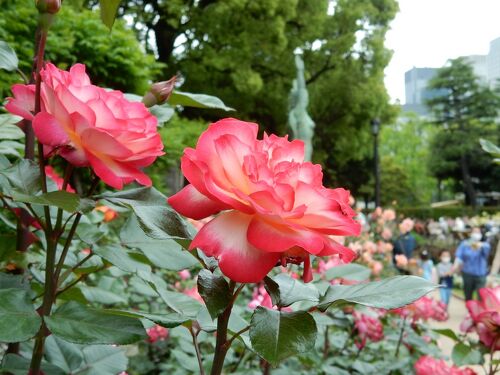 日比谷公園 バラ園 花さんぽ 」 2022』丸の内・大手町・八重洲(東京)の 日比谷公園 バラ園 花さんぽ 」 2022』丸の内・大手町・八重洲(東京)の