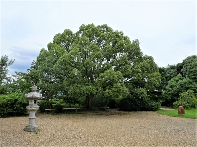 諸国寺社旧跡めぐり　大和国4　海龍王寺と秋篠寺の菩提樹