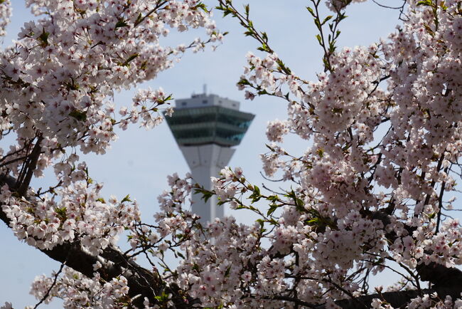 初めての北海道です！<br />桜見に行きました♡<br /><br />仕事終わりに大宮駅から函館行き最終便<br />新幹線で往復43000円くらい。<br />函館到着は23時30分<br />