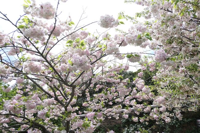 春の横浜♪　Vol.21 ☆ガーデンネックレス横浜：アメリカ山公園♪