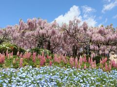 ２０２２　GWは花の町・世羅町でお花見ドライブ～せらふじ園＆どこでもドア発見！？甲山ラベンダーの丘～