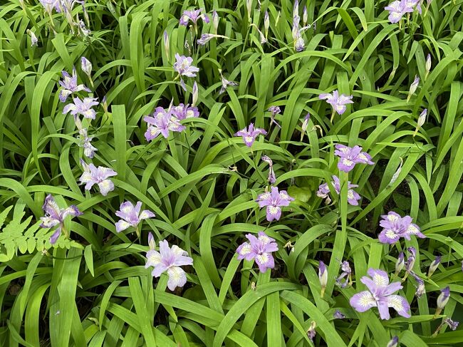 徳島県の神山町にある「岳人の森」では姫シャガの花がちょうど見頃、との情報で、夫と二人で行って来ました。<br /><br />帰りに「神山温泉」にて疲れを癒し、とても充実した一日になりました。