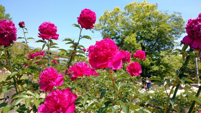 大阪府営公園の一つ「久宝寺緑地」のシャクヤク園。<br />大阪屈指との評判で、見頃を迎えたGWに行きました。<br /><br />園内には、早咲きから遅咲きまで約55品種1600株のシャクヤクが時期ごとに豪華でエレガントな花輪を咲かせます。<br />時期をずらして、品種ごとの開花に合わせて行くと色々なシャクヤクを観賞することができます。<br /><br />園内はユニバーサルデザインで、段差のない通路など、誰でも観賞できるように配慮されています。<br /><br />開園期間 ： 2022年4月29日（木）～5月19日（木）　<br />開園時間 ： 9:30～18：00 （イベント開催日によっては開園・閉園時間の変更あり）<br />※入園は無料<br /><br />今年は3年ぶりにイベントも行われました。（5月3日～8日、14日・15日）<br />＜主なイベント＞<br />シャクヤク鉢植え販売、専門家によるシャクヤク講習会<br />茶会、照明デザイナーによるライトアップ、楽器演奏ライブなど<br /><br />