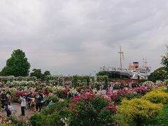 横浜山下公園のバラ園の花&#127801;が満開(2022年5月15日)。