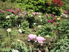 清水公園-2　花ファンタジアb　 牡丹園2巡回-ボタン/花王　☆華やかに雅やかに咲き誇る