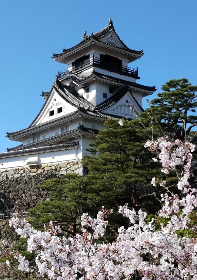 蔓延防止がひとまず終了したので、満を持して出かけました。<br />コロナでの足止めがいつまた再開するかもしれないので、<br />国内で唯一訪問したことのない高知県に行くことにしました。<br />ついでに四国一周しちゃおうとレンタカーも手配して出発！出発！<br /><br />五日目は早くも最終日です。<br />はりまや橋からスタートです。<br />高知城に寄ってひろめ市場を冷やかし、桂浜へ向かい坂本龍馬記念館を堪能して高知空港から帰途につきます。<br />もう終わっちゃうの？<br />五日間は早いねぇ~！<br />思わぬアクシデントも有りましたが、訪れる所ところで桜に迎えられた素敵な旅になりました。<br />唯一訪問したことがなかった高知県にも足を踏み入れることが出来全都道府県への訪問もかないました。<br /><br />