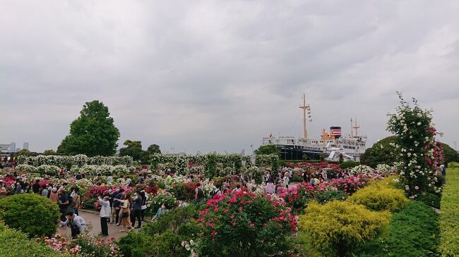 横浜山下公園のバラ園の花が満開(2022年5月15日)🌹。<br /><br />山下公園のバラ園の満開時期の花を十分に堪能し、中華街、横浜スタジアム等の賑わい具合を見れて有意義でした。<br /><br />スケジュールは次のとおりです。<br />15:25~15:45 山下公園<br />15:50~16:00 横浜中華街<br />16:05~ 横浜公園<br />16:10~ 横浜スタジアム<br />16:20 関内駅に到着(帰り)<br />