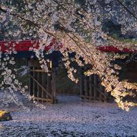 チャリと行く春の花旅東日本 2022 /４日目(4/25)後編