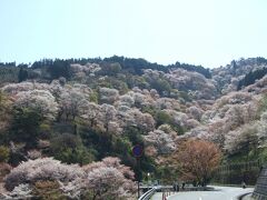 吉野桜 上千本、中千本、下千本