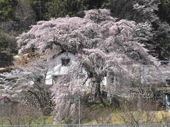 春の鉄道旅「中央・飯田線」2022～思わぬ雪景色と桃・桜の花景色～（山梨長野）