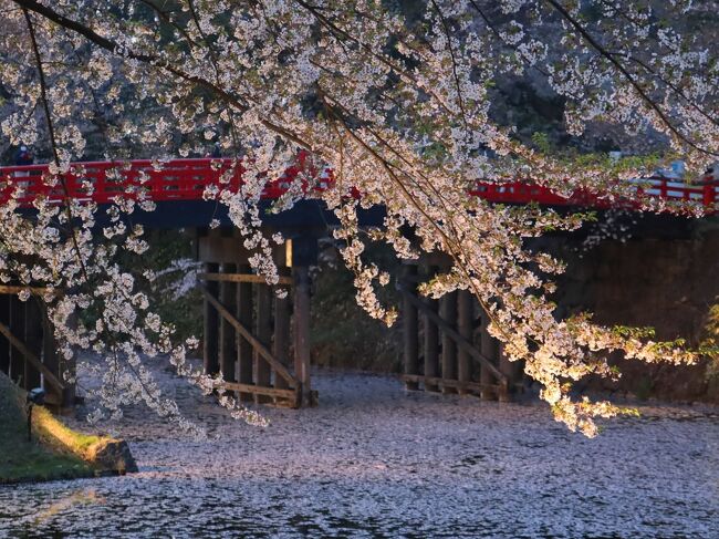 チャリと行く春の花旅東日本 2022 /４日目(4/25)後編