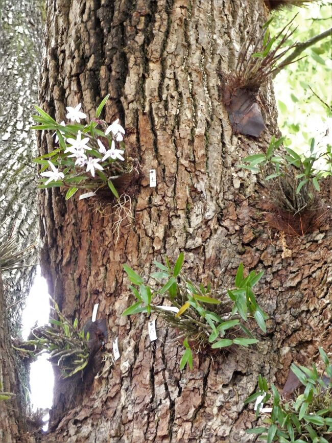 　野生のラン「セッコク」が兵庫県立明石公園の花と緑のまちづくりセンターで開花いるとの情報で行ってきました。<br />　同センターには約４０種の石斛（セッコク）があり多くはセンター内のクスノキの幹に養生されていた。中には少し終わりが近かったが希少種の「播磨しだれ」も展示されてた。<br />　この後センター内の草花を鑑賞し、明石公園内をウォーキングを兼ねて散策。<br />　バラ園では約２７０株のバラが見頃を迎えて新緑とのコントラストが見事。また藤見池ではスイレンが咲き始めキショウブも池畔を彩っており、初夏の爽やかなウォーキングとなった。<br />　