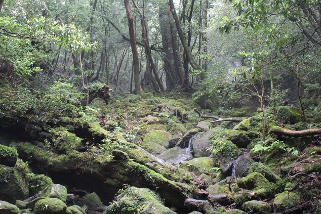 体力があるうちに屋久島の最高峰・宮之浦岳に登ろうということで企画した旅行。折角なので1週間かけて色々巡ったが、前半・宮之浦岳登山の前日まで。