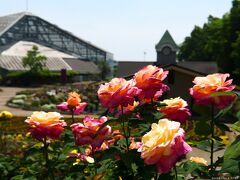 「とちぎ花センター」のバラ_2022_傷んだ花多く、見頃末期でした（栃木県・栃木市）