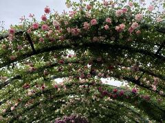 2022年5月　薔薇満開の庭園＠横浜へ♪