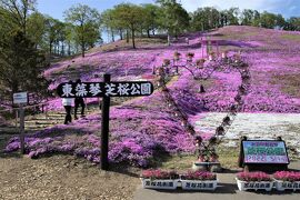 波の華で3段重ねのランチを頂いた後　東藻琴芝桜公園で芝桜の絨毯にうっとりする