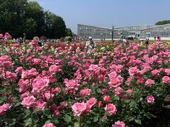 神代植物公園の薔薇