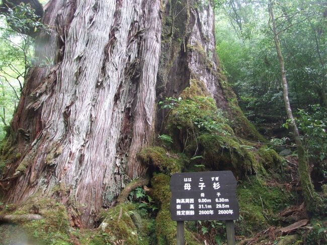 屋久島　屋久杉ランド