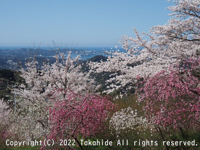 春の青春18きっぷを利用して和歌山に行きました。<br />目的は西国三十三所めぐりですが、青岸渡寺から海南市までは熊野古道を歩きます。<br />潮見峠経由で滝尻に出て、一昨日の続きを歩きました。<br /><br /><br />GPSによる旅程:http://takahide.starfree.jp/Saigoku/Saigoku.html<br />スケジュール等:http://takahide.starfree.jp/Saigoku.html<br /><br /><br />青春18きっぷ:https://ja.wikipedia.org/wiki/%E9%9D%92%E6%98%A518%E3%81%8D%E3%81%A3%E3%81%B7<br />西国三十三所:https://ja.wikipedia.org/wiki/%E8%A5%BF%E5%9B%BD%E4%B8%89%E5%8D%81%E4%B8%89%E6%89%80<br />中辺路:https://www.wakayama-kanko.or.jp/plan-your-trip/model-courses/route-map/nakahechi/<br />潮見峠:https://ja.wikipedia.org/wiki/%E6%BD%AE%E8%A6%8B%E5%B3%A0%E8%B6%8A%E3%81%88