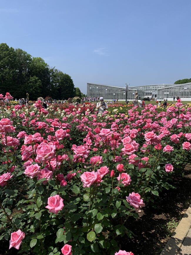 調布駅から徒歩で薔薇が盛りの神代植物公園に。