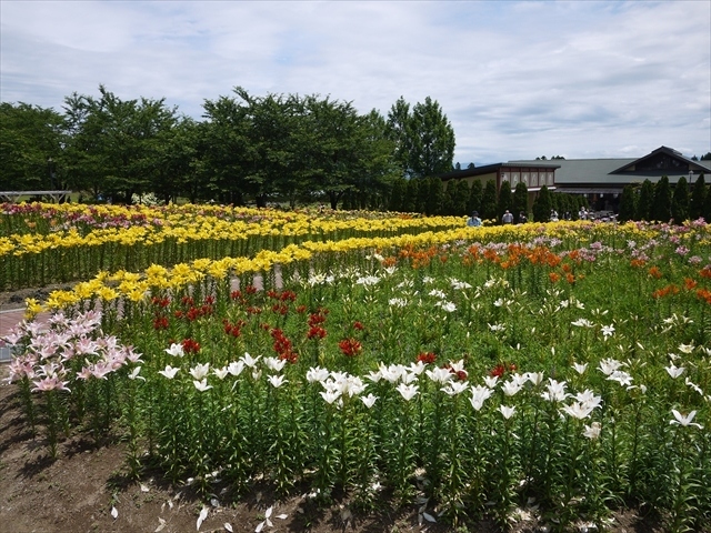 初夏のどんでん平ゆり園