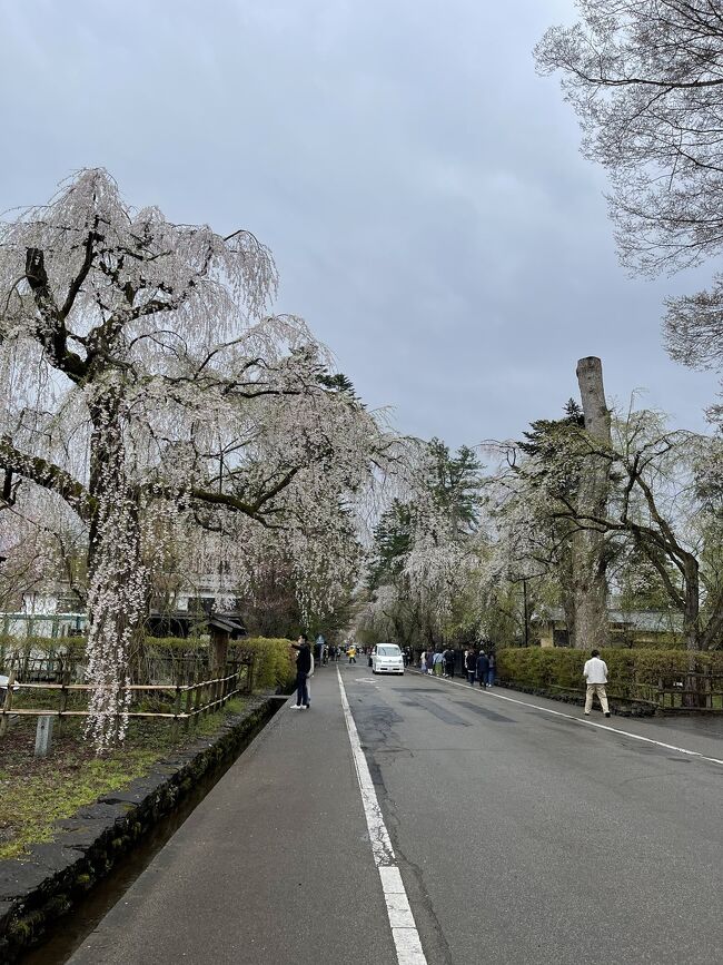 毎年、桜が咲き始めると桜前線の北上を追いかけてみたくなります。<br />全部追うのは主人が定年してから？になるでしょうか（笑）<br />まず今年は、主人が青春時代を過ごした場所の桜を愛でに行くことに(*^^*)<br />ただ、なかなか難しいのは桜前線の予測＾＾；<br />23日角館の桜満開！なんて予報も出ていたので期待していましたが・・・あちゃー<br />１週間前に来れていれば。。。残念<br />自然相手だから仕方なし！気持ちを切り替え、観光に食を楽しむ旅となりました。<br /><br /><br /><br /><br />