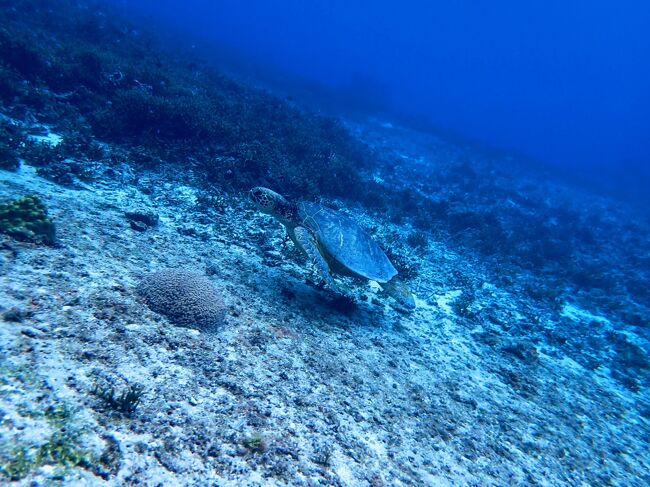 前年8月頭、年末に元々予定していた宮古島旅行。いずれも息子の部活でキャンセルとなり、三度目の正直です。シュノーケリングなどを楽しみました。<br /><br />旅程<br />2/3 全日空467便 羽田8:30-那覇11:30<br />    全日空1723便 那覇12:00-宮古12:55<br />2/6 全日空88便 宮古16:15-羽田18:45<br /><br />宿泊<br />2/3-2/6 イラフSUIラグジュアリーコレクションホテル