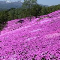 マウレ山荘　オホーツク温泉ホテル日の出岬　層雲峡ホテル大雪　温根湯美白の湯宿大江本家　上湧別チューリップ公園　芝桜滝上公園！②